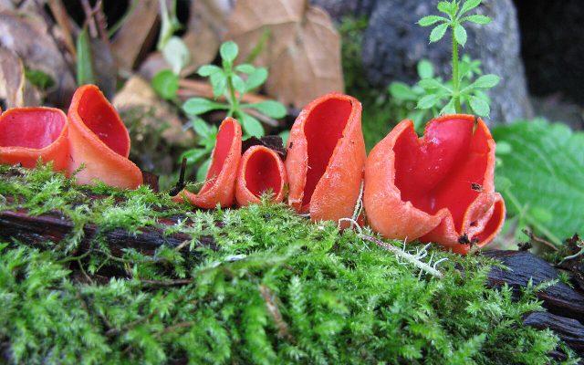 Scarlet Cup reference