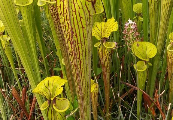 Yellow Pitcher Plant reference