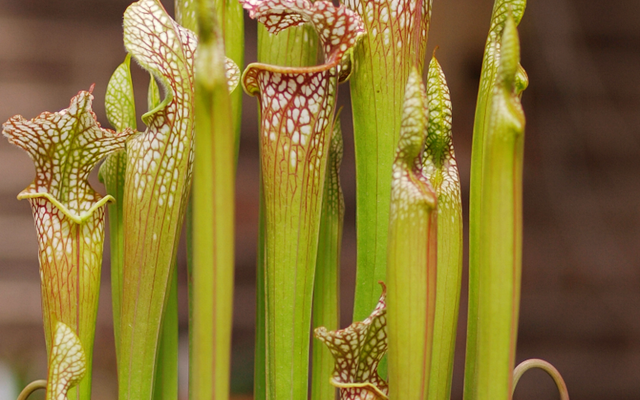 White-top Pitcher Plant reference
