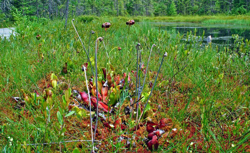 purple pitcher plant reference