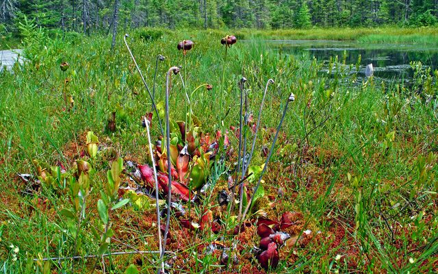 Purple Pitcher Plant reference