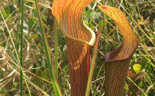 Sweet Pitcher Plant reference