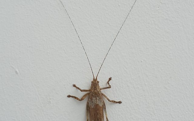 Bark Bush Cricket reference