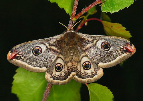 Emperor Moth reference