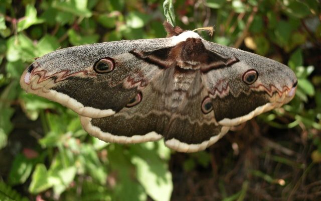 Giant Peacock Moth reference