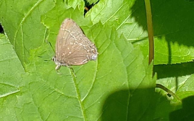 Banded Hairstreak reference