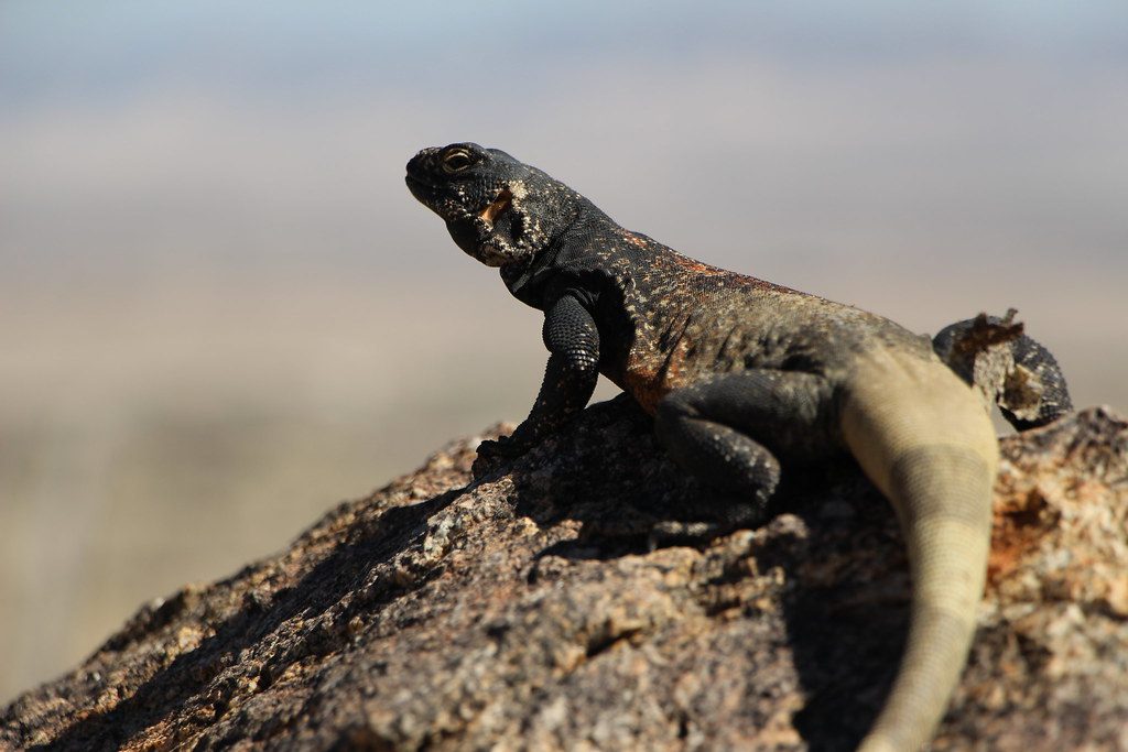 Common Chuckwalla reference