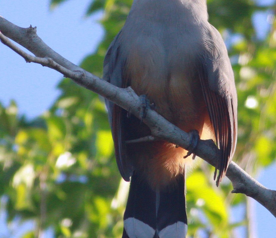 Hispaniolan Lizard Cuckoo reference