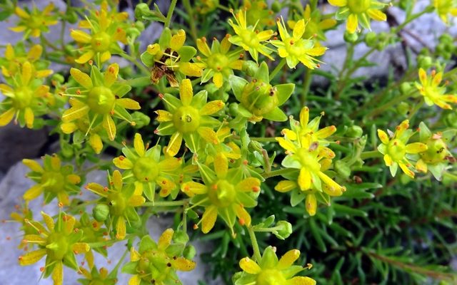 Yellow Mountain Saxifrage reference