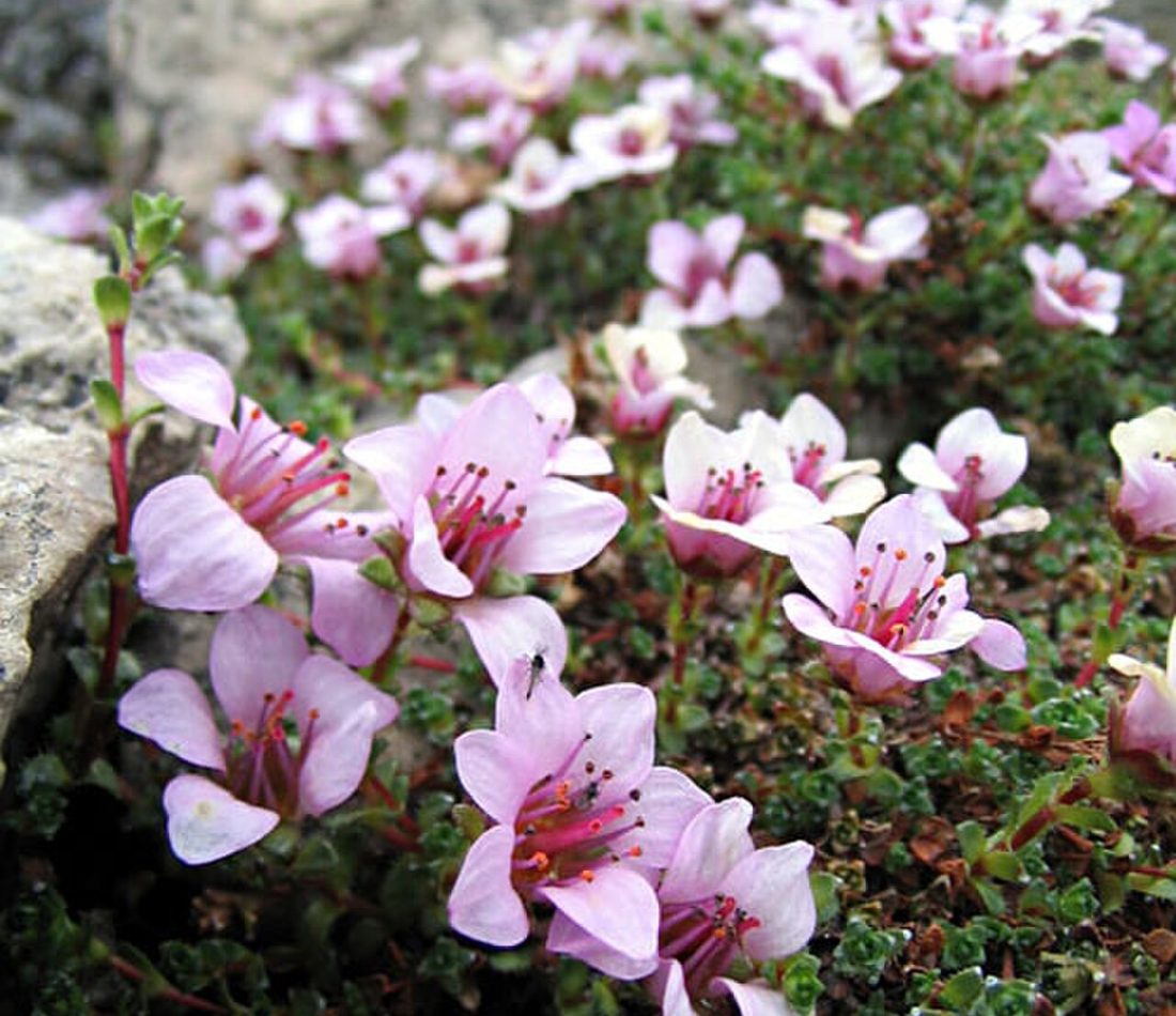 Purple Saxifrage reference