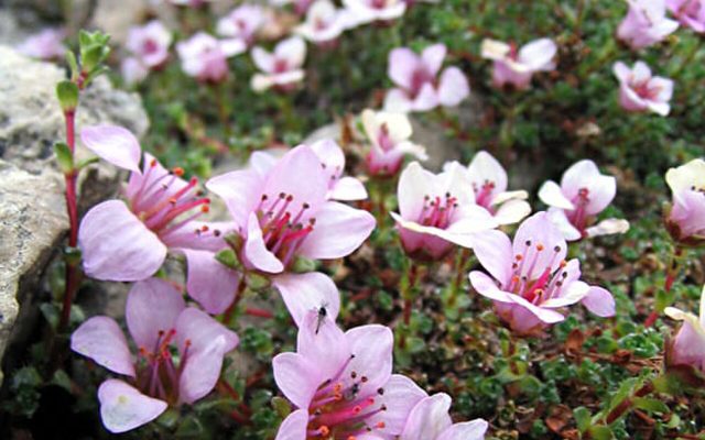 Purple Saxifrage reference
