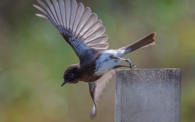 Black Phoebe reference