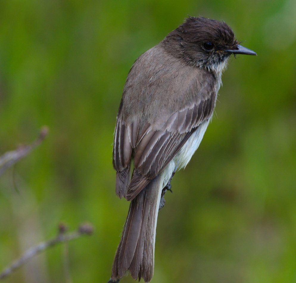 Eastern Phoebe reference