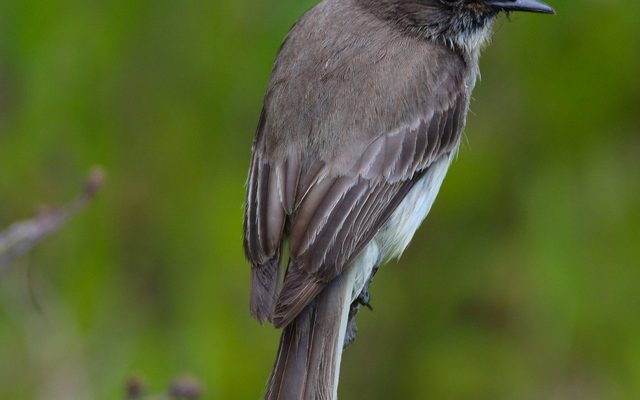 Eastern Phoebe reference