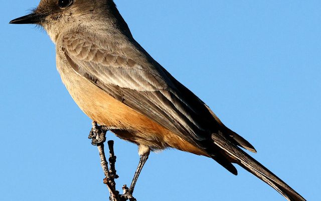 Say's Phoebe reference