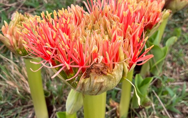 Scarlet Blood Lily reference