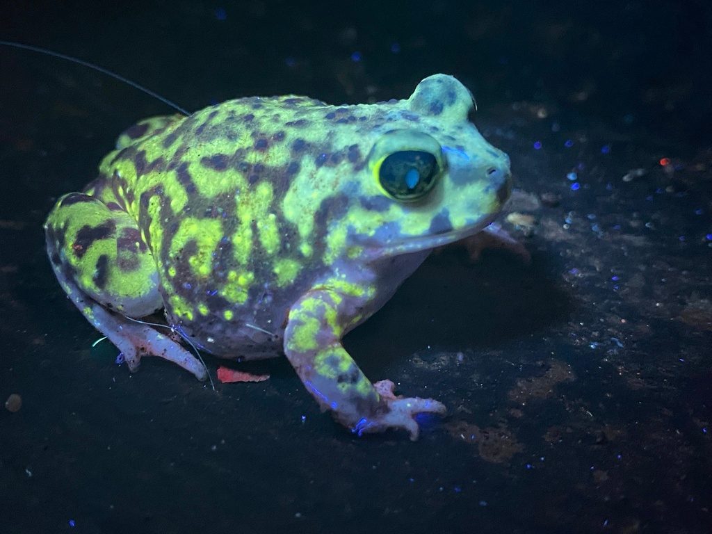 Couch's Spadefoot reference
