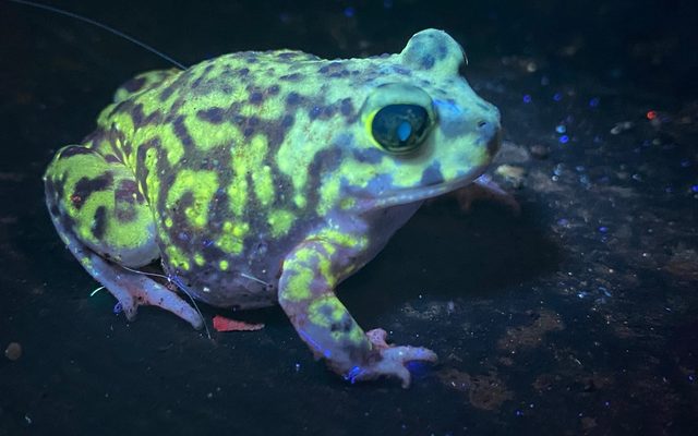 Couch's Spadefoot reference
