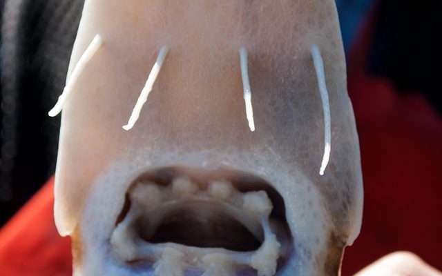 Shovelnose Sturgeon reference