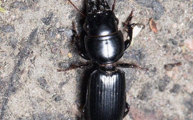 Big-headed Ground Beetle reference
