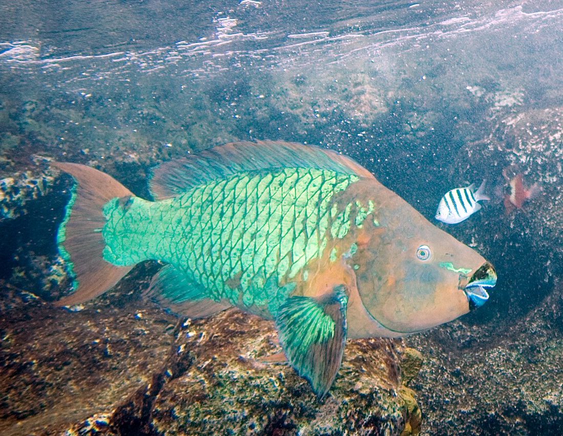Rainbow Parrotfish reference