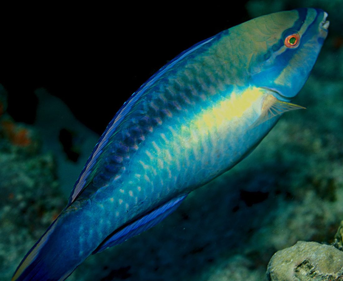 Princess Parrotfish reference