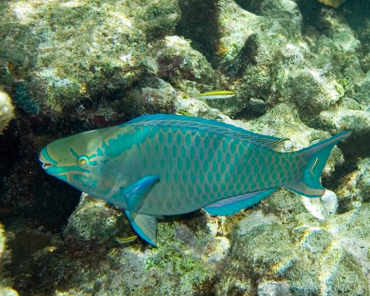 Queen Parrotfish