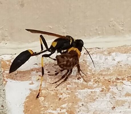 Black and Yellow Mud Dauber reference
