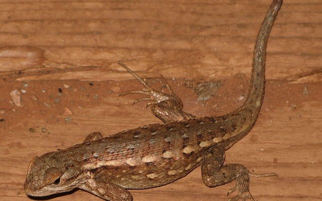 Common Sagebrush Lizard reference