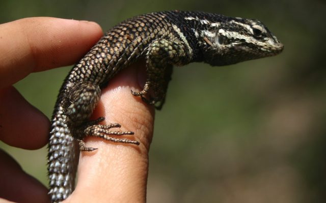 Yarrow's Spiny Lizard reference