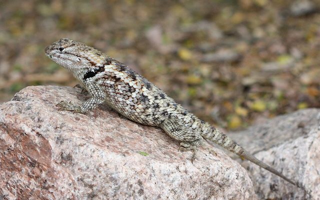 Desert Spiny Lizard reference