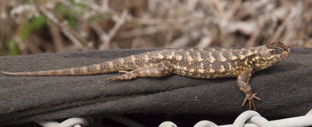 Sceloporus occidentalis bocourtii reference