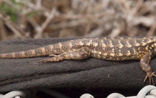 Coast Range Fence Lizard reference