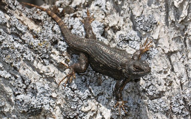 Northwestern Fence Lizard reference