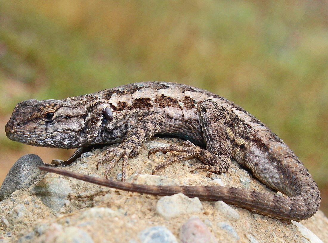 Western Fence Lizard reference