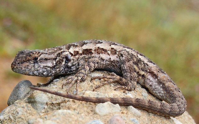 Western Fence Lizard reference