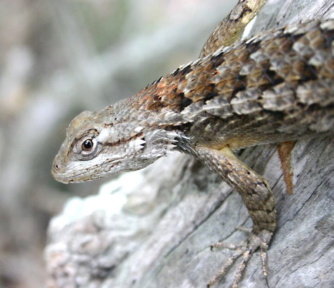 Texas Spiny Lizard reference