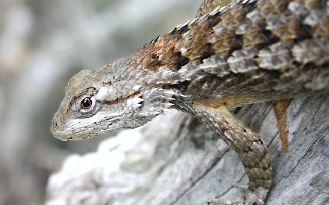 Texas Spiny Lizard reference