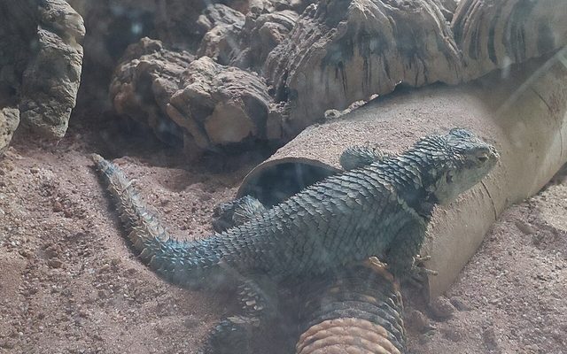 Blue-spotted Spiny Lizard reference