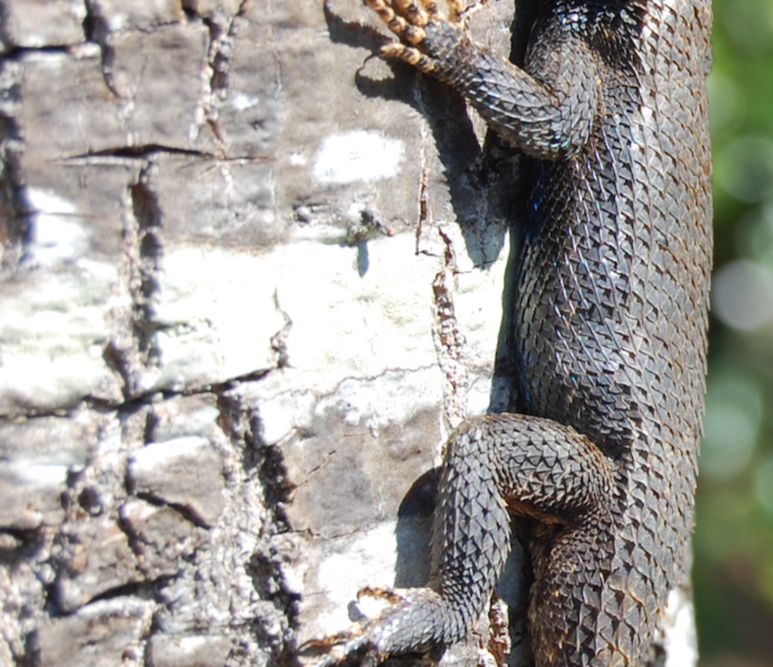 Sceloporus undulatus reference