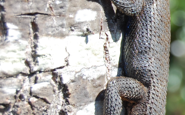 Eastern Fence Lizard reference