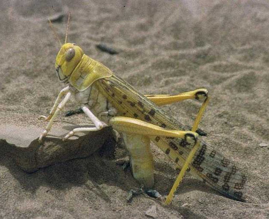 Desert Locust reference