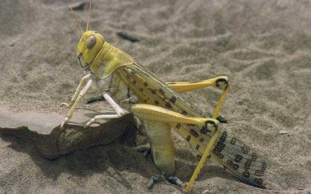 Desert Locust reference