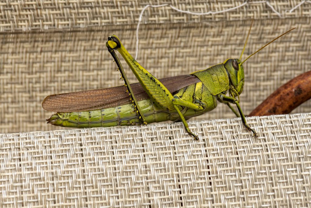 Obscure Bird Grasshopper reference
