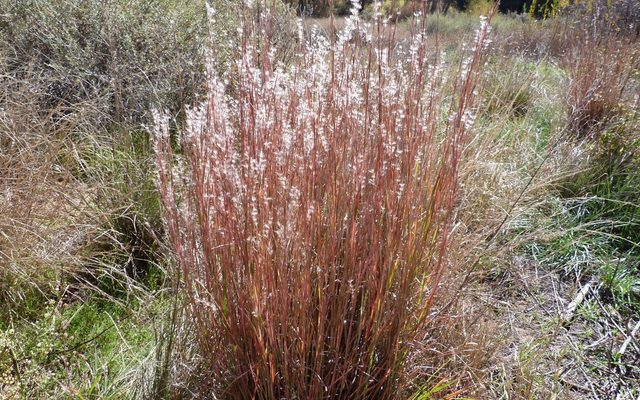 Little Bluestem reference