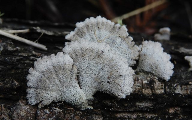 Splitgill Mushroom reference