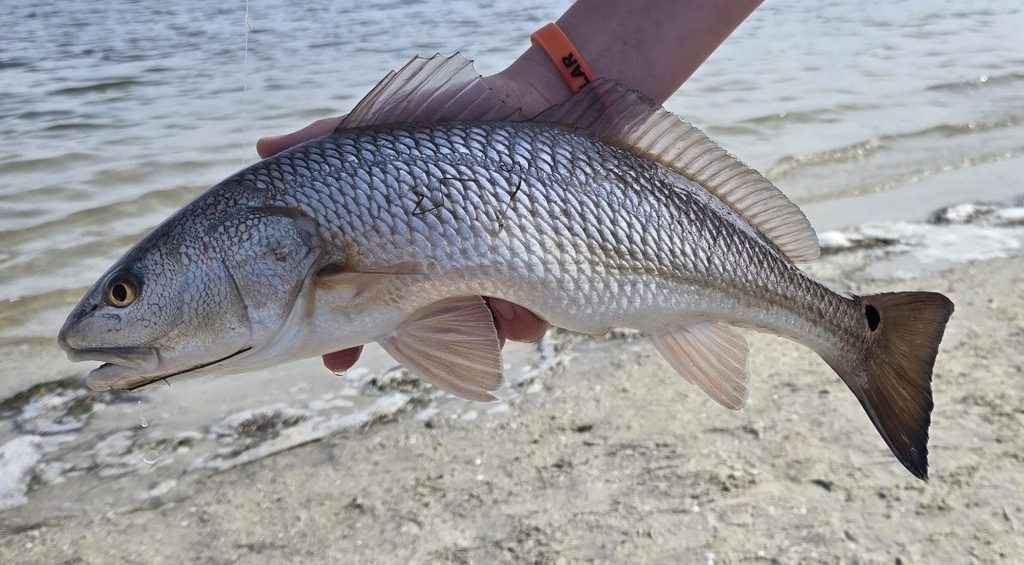 Red Drum reference