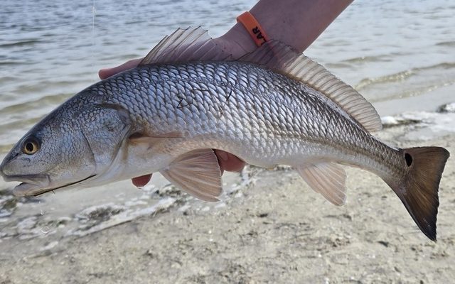 Red Drum reference