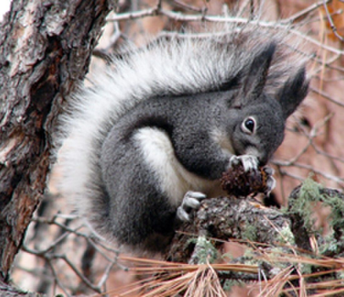 Abert's Squirrel reference