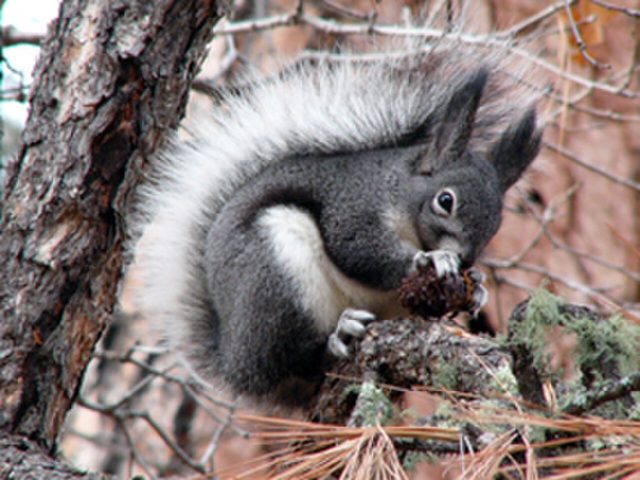 Abert's Squirrel reference